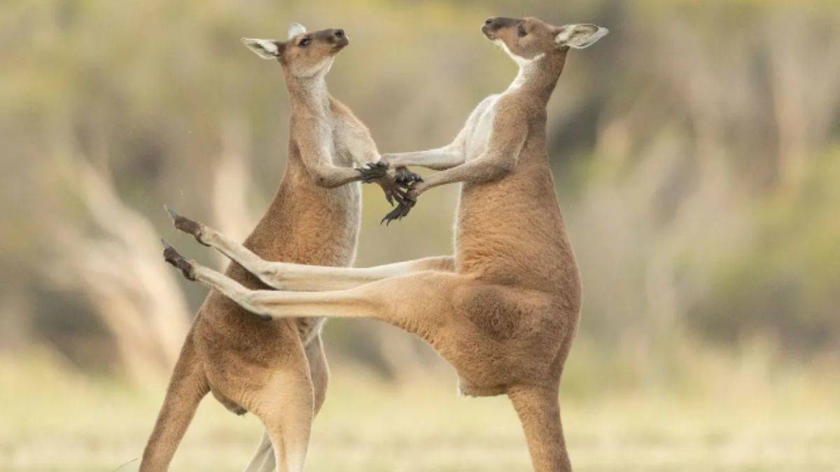 5 milyon kanguruyu öldürme izni!