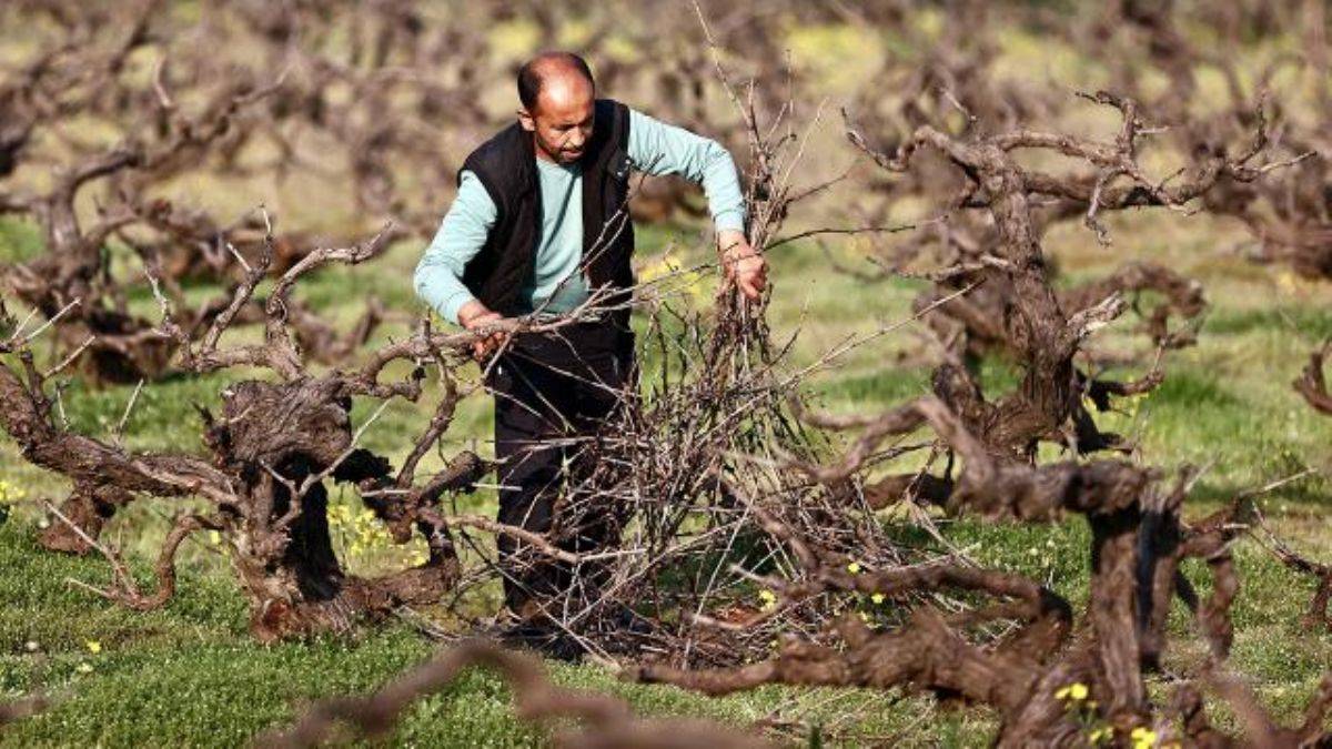 Depremzede çiftçiler bahçelerinin bakımı için Hatay'a dönüyor