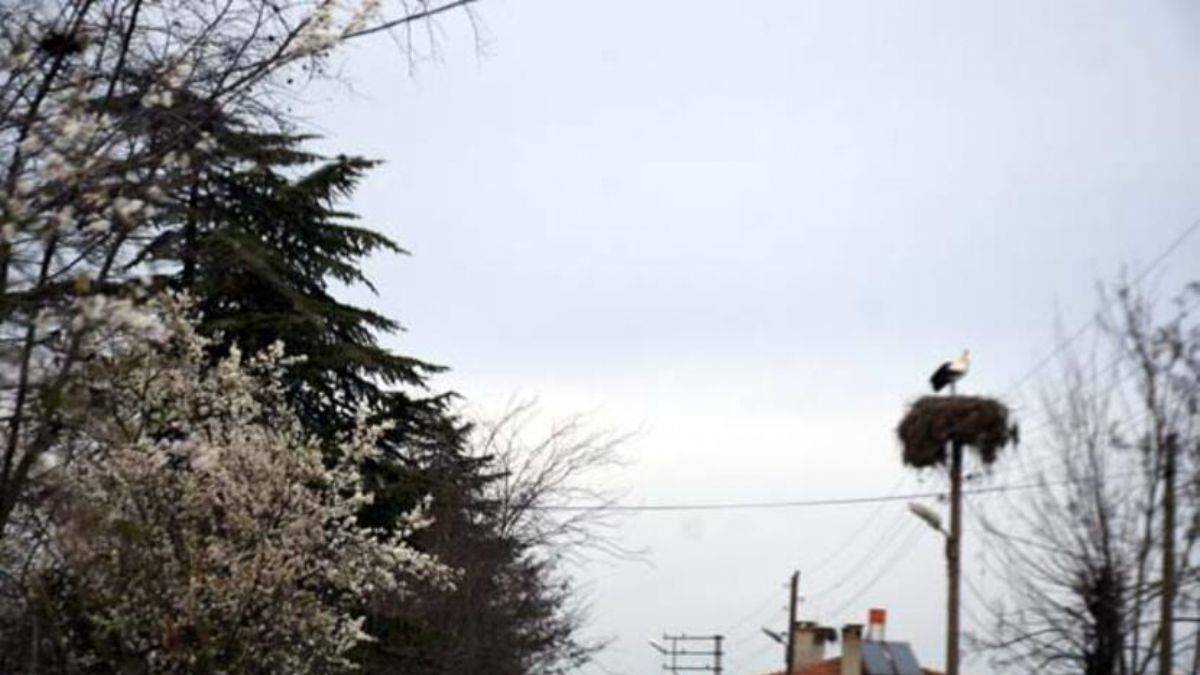 Uzman isimden 'küresel ısınma' analizi: Leylekler etkilendi; çoğu erken geldi, bazıları göçmedi