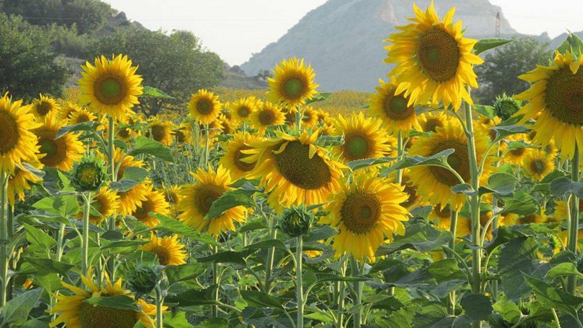 Yeni keşif: Bitkiler, insanların duyamayacağı sesler çıkarıyor