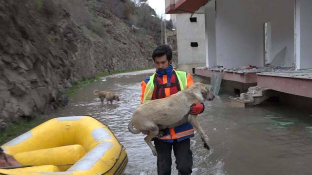 Yusufeli’nde baraj suyu altında kalan binalarda mahsur kalan 'can dostlar' botla kurtarıldı