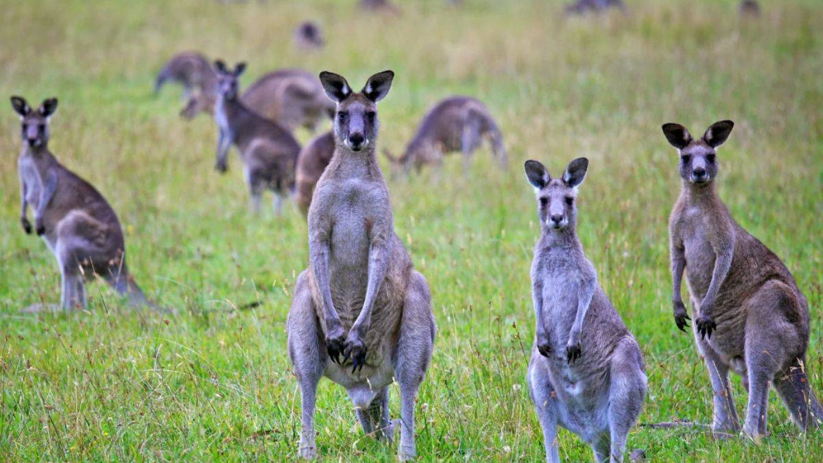 Avustralya karıştı: Öldürelim mi öldürmeyelim mi?