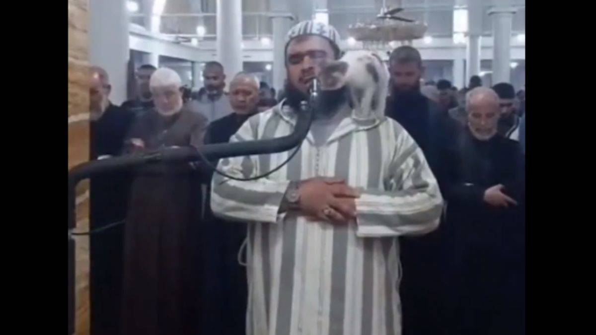 Namaz sırasında imamın üzerine atlayan kedi