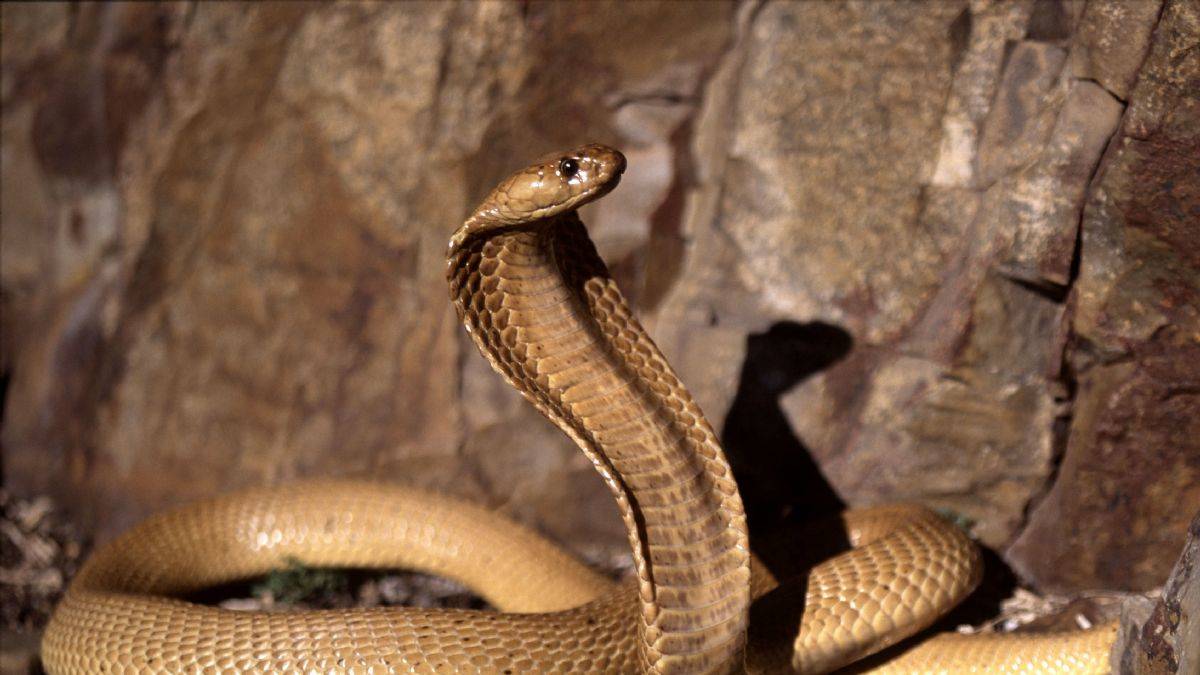 Uçakta yılan paniği! Pilot koltuğunun altında kobra buldu