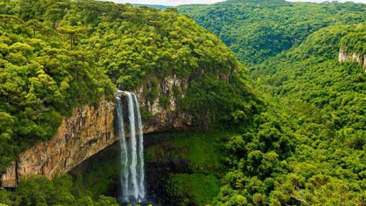 Amazon ormanlarının yeni sırrı: Hastalıkları önlüyor