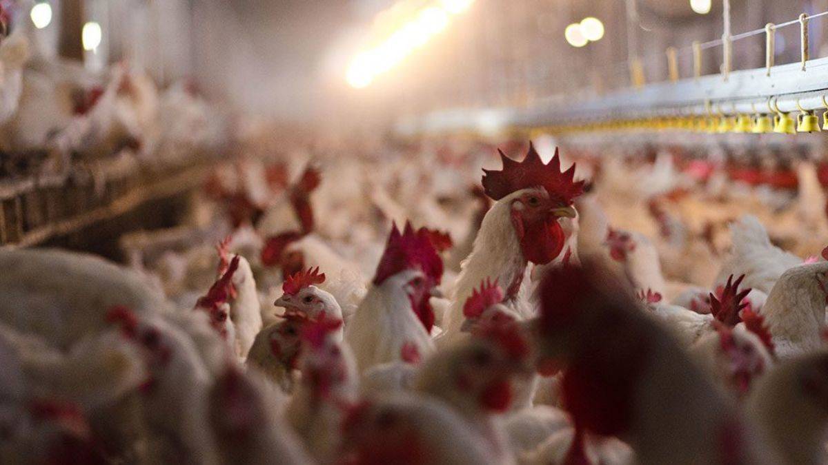 Milyonlarca tavuk öldürdüler, gömecek yer kalmadı