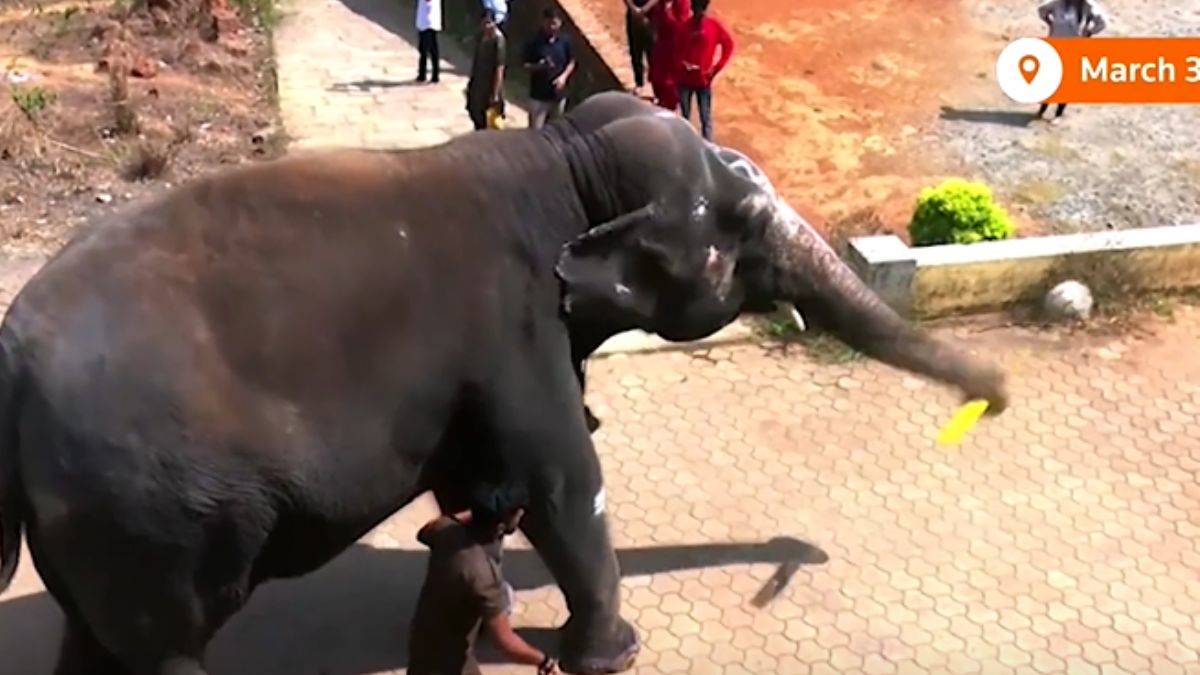 Top oynayan fil videosu viral oldu