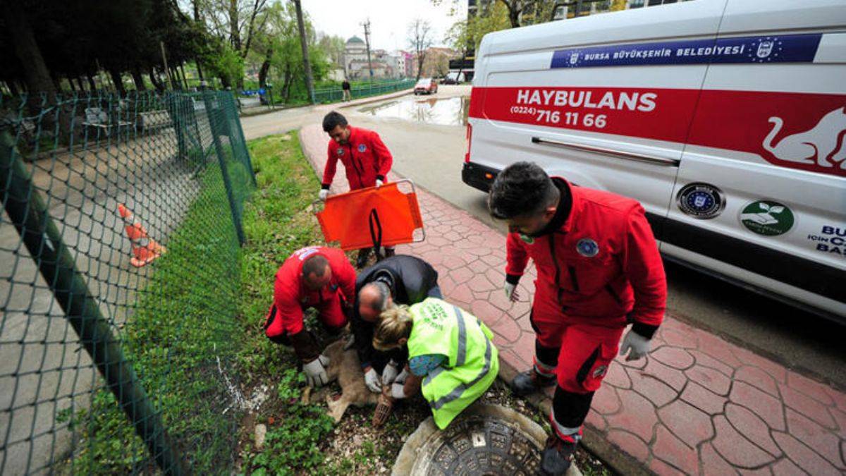 Yol verin 'haybulans' geliyor