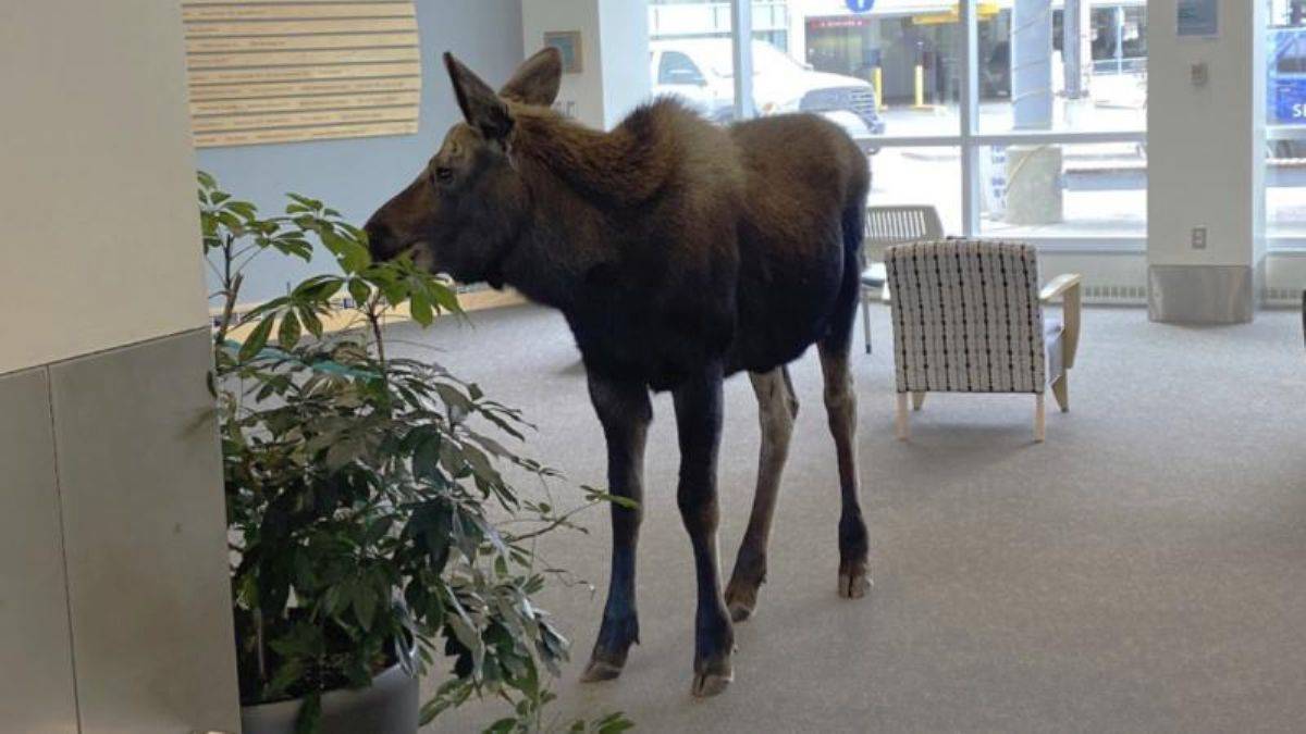 Hastaneye girip bitkileri yedi