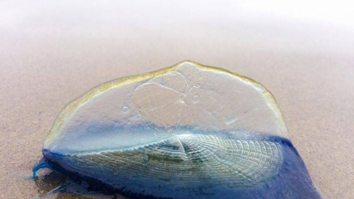 Binlerce tuhaf mavi canlı Amerikalıları şaşırttı