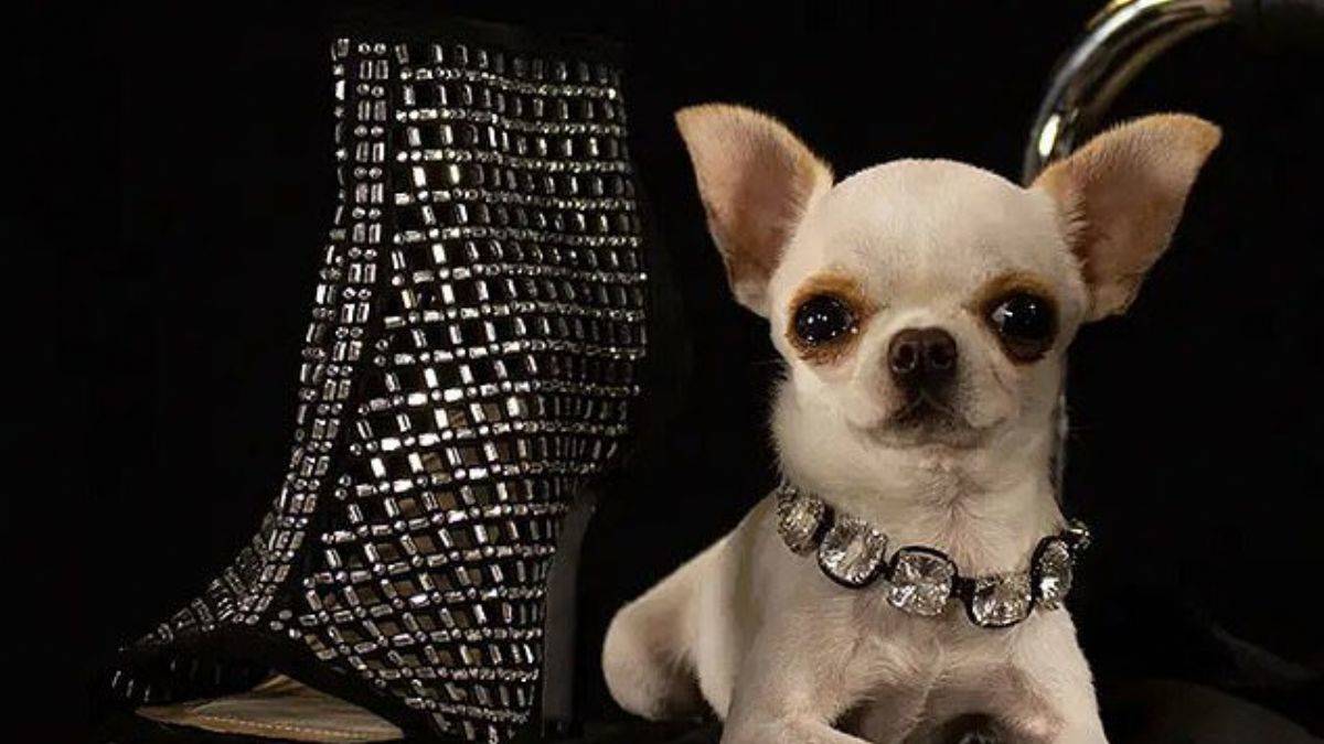 Dünyanın en kısa köpeği