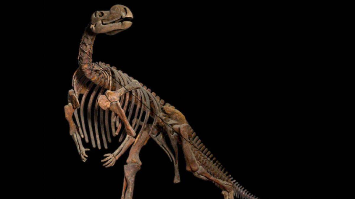 Avustralya'da dev bir dinozorun kafatası bulundu