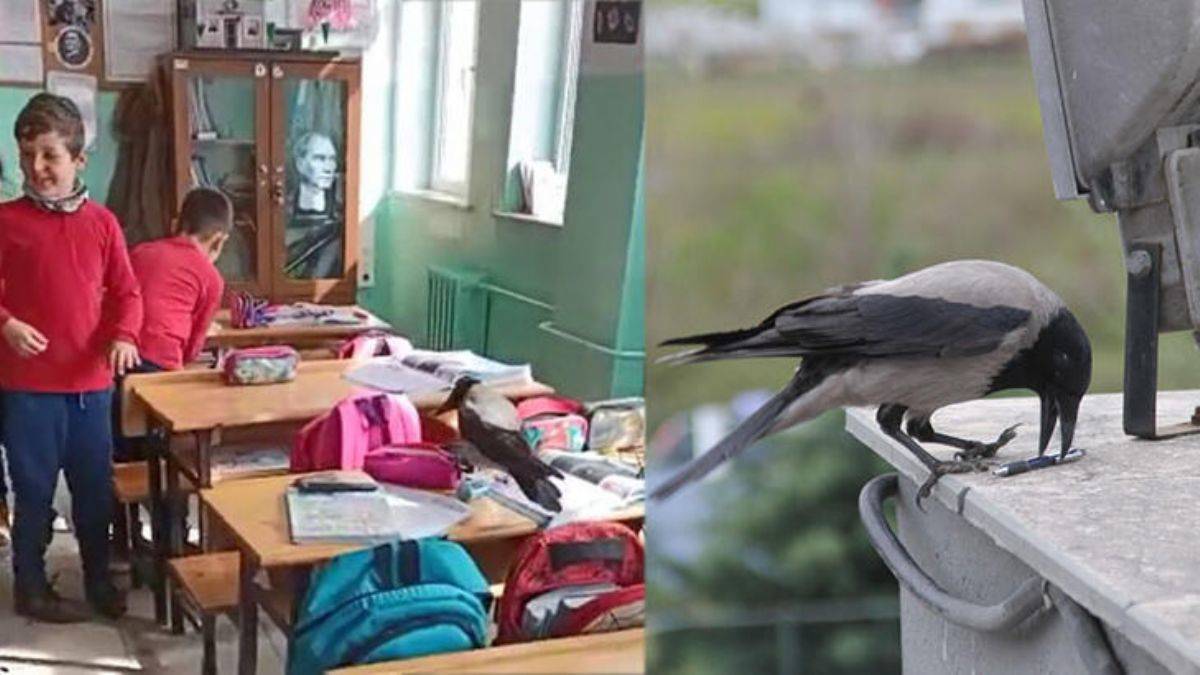 Sınıflara giren karga kalemleri alıyor