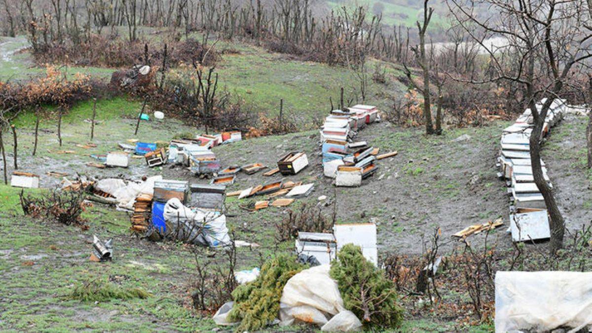 Aç kalan ayı 34 keçi/oğlak öldürdü, arı kovanlarını parçaladı