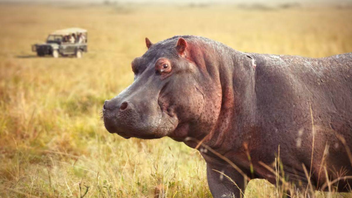 Escobar'ın su aygırlarından biri öldü