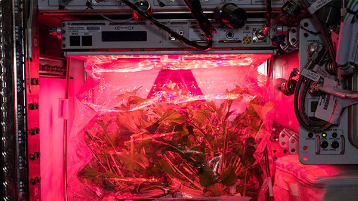 NASA'nın uzay domatesleri Dünya'ya geliyor