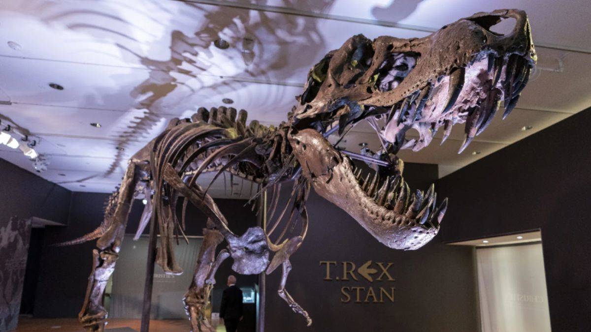 T-Rex iskeleti 6,2 milyon dolara satıldı