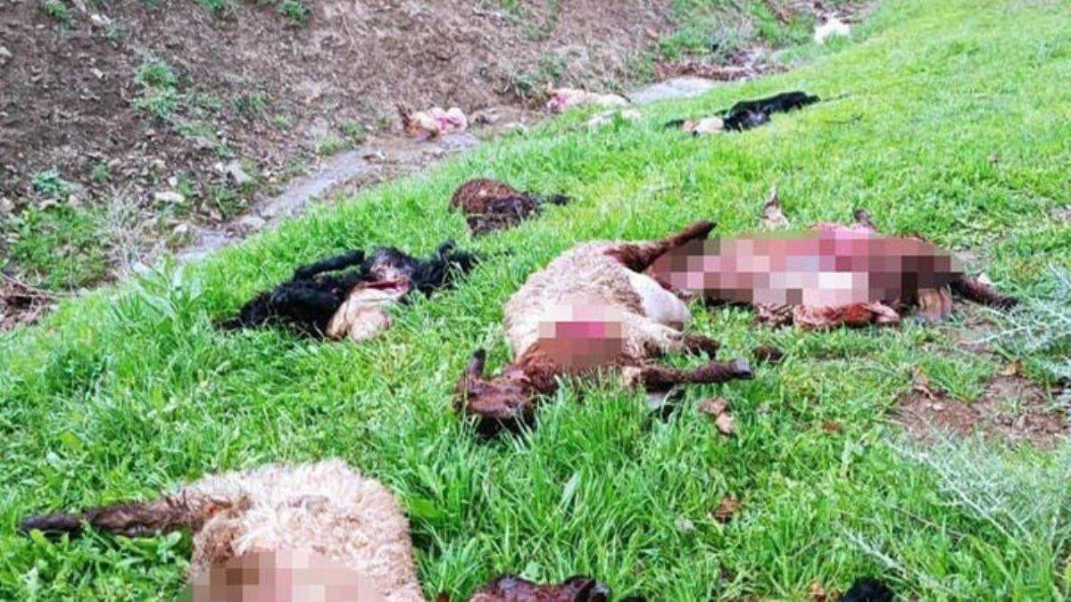 Şırnak'ta kurtlar 30 koyunu öldürdü