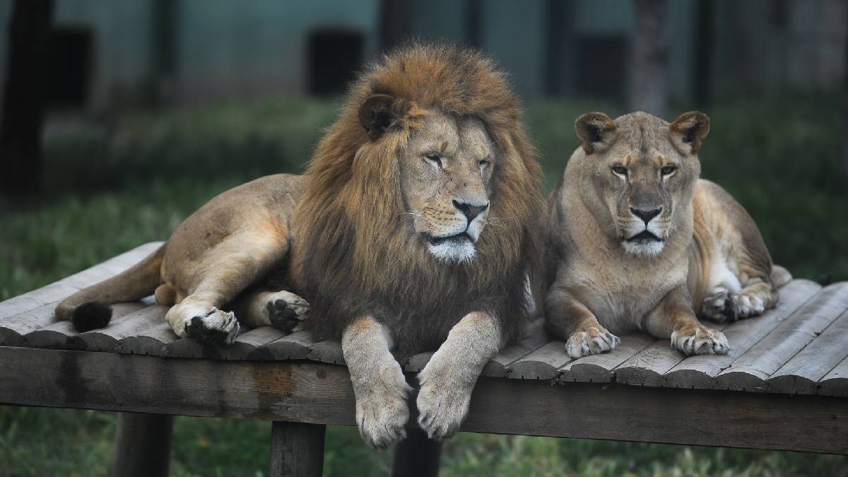 23 Nisan'da Bursa hayvanat bahçesi ücretsiz mi? Bayramın 3. günü Bursa'da Soğanlı Hayvanat Bahçesi bedava mı? BURSA ZOO