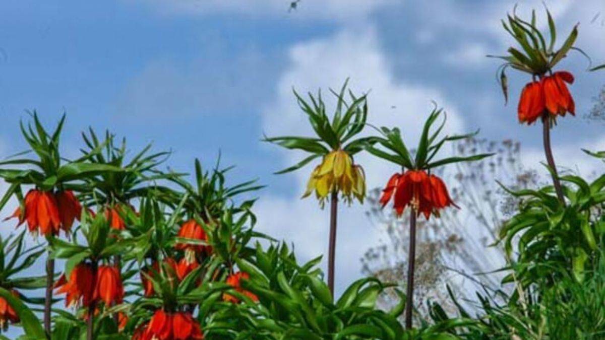 Van'da 'ters laleler' çiçek açtı