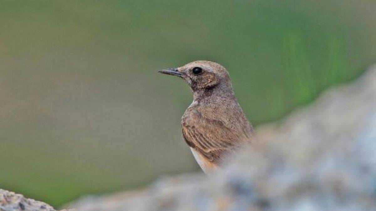 Kızılca kuyrukkakan, Mardin'de ilk kez objektife yakalandı