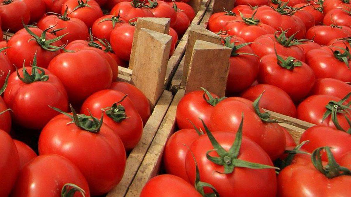 Rusya, Türkiye'deki domates kotasını artırdı