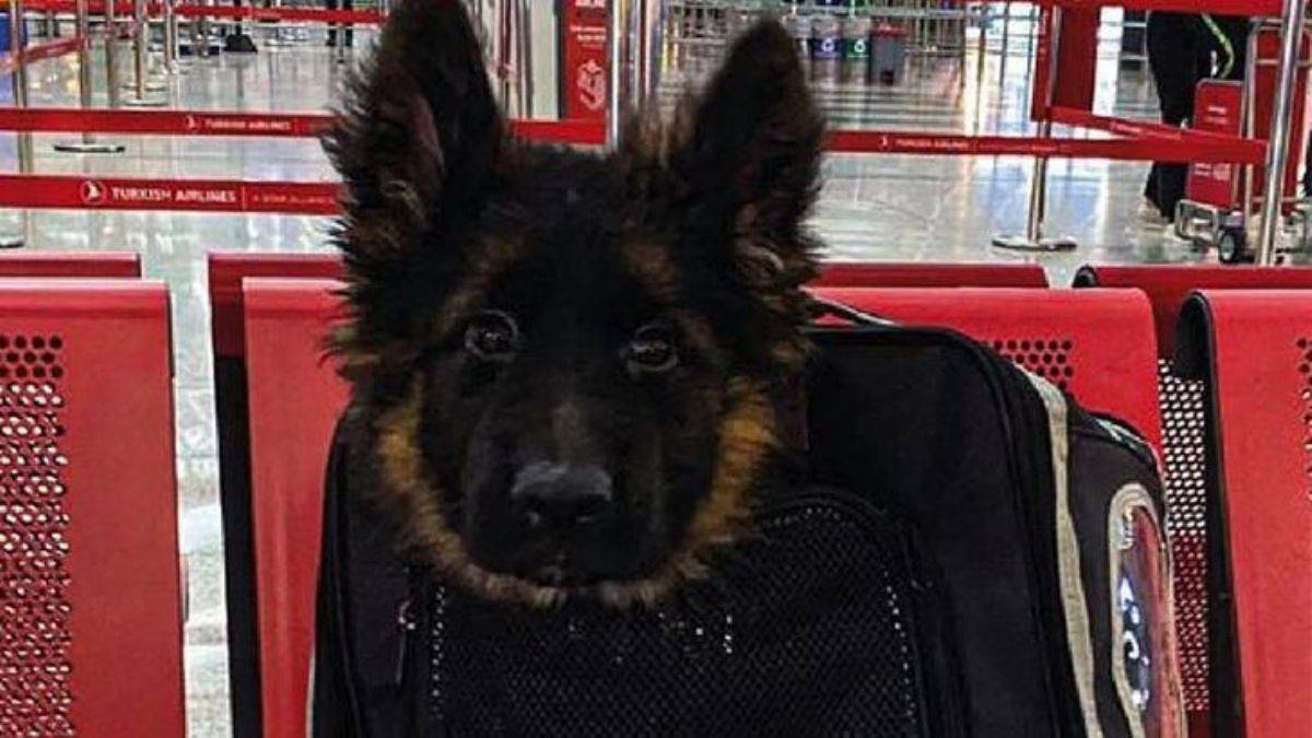 Türkiye, Meksika’ya Proteo anısına yavru köpek gönderdi