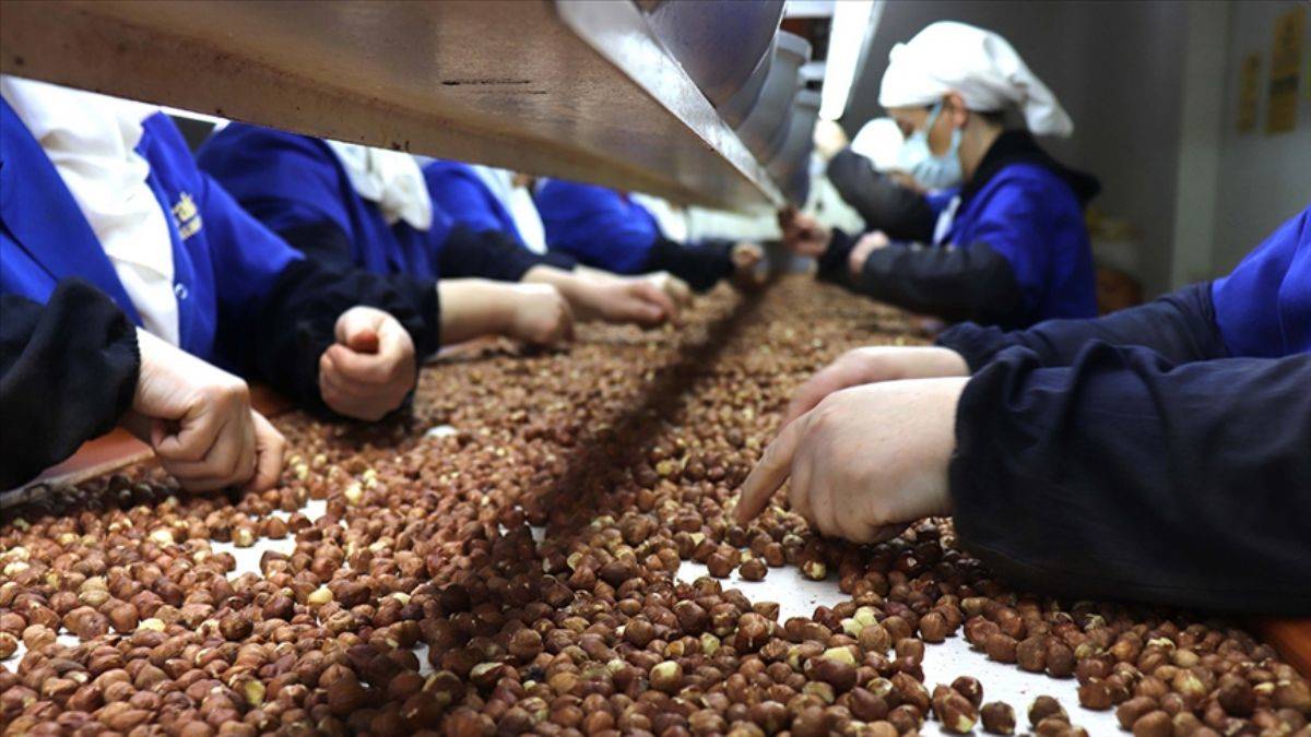 Türkiye fındık ihracatından 8 ayda 1,3 milyar doları aşkın gelir elde etti