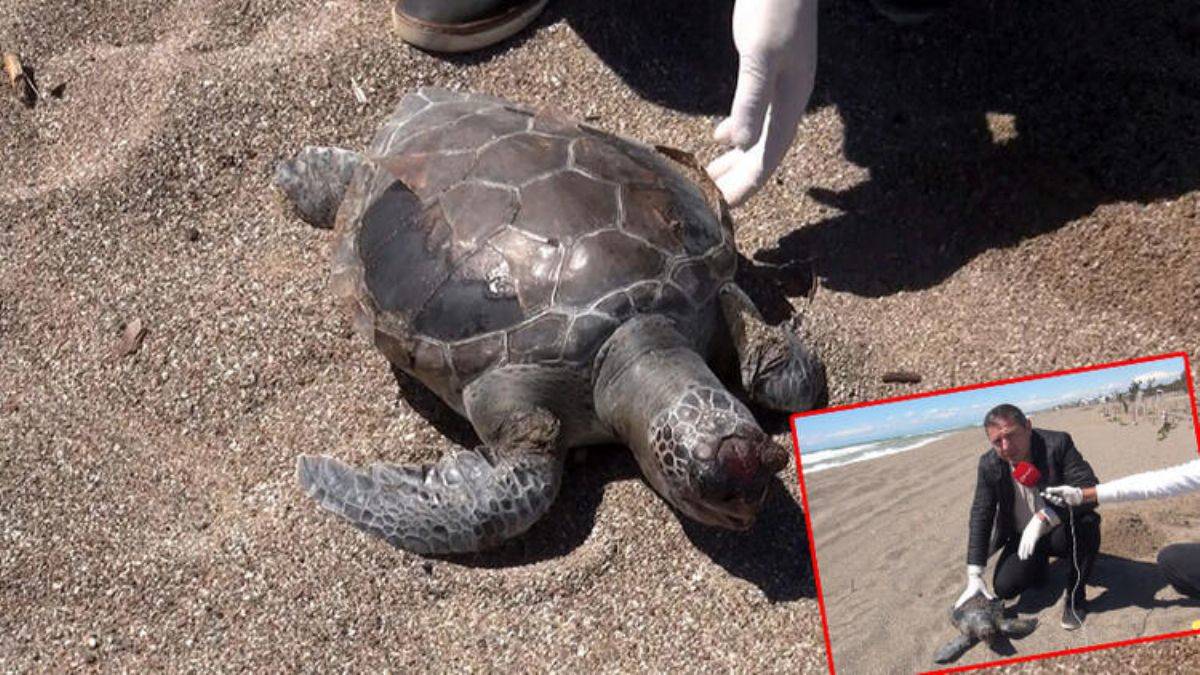 'Deniz kaplumbağaları balık ağları nedeniyle ölüyor'