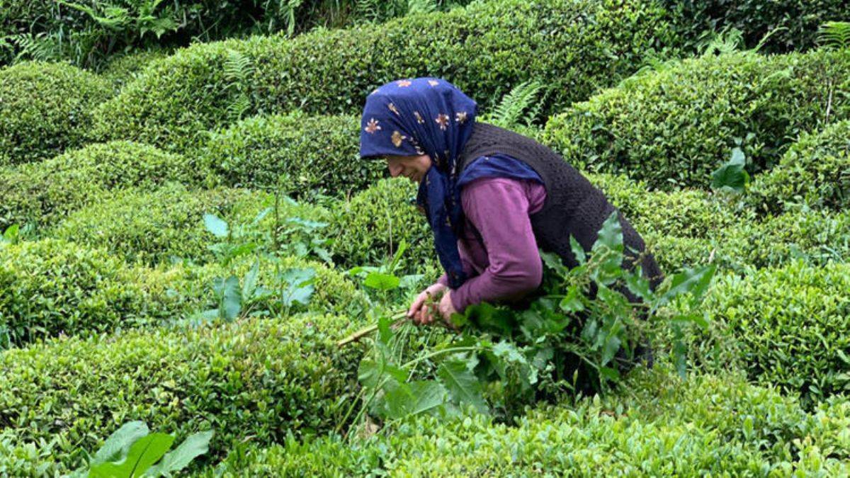 Çay hasadında 'yabancı mevsimlik işçi göçü olmasın’ çağrısı