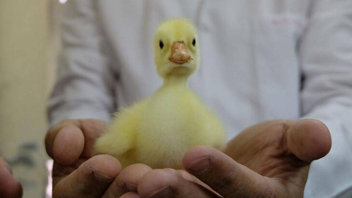 Üniversitede kurulan merkezle Bingöllü yetiştiriciler, pahalı civciv almaktan kurtuldu