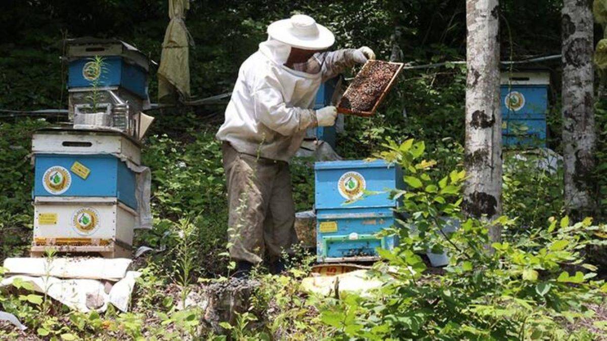 Bakanlıktan depremzede arıcılara şeker desteği