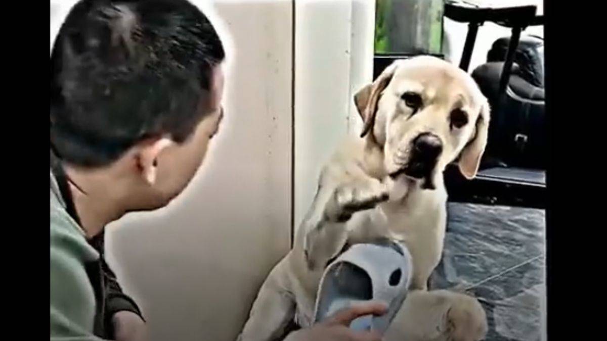 Yavrusunu böyle korudu