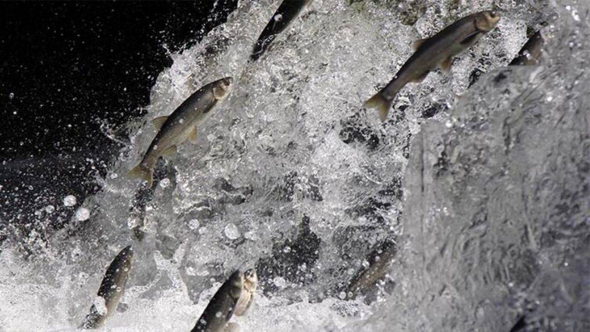 İnci kefalinin zorlu göçü başladı