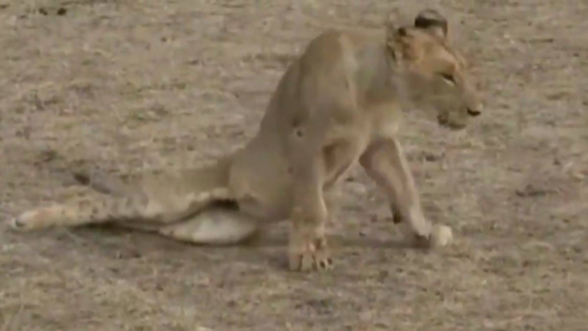 Avını paylaşmak istemediği aslanı bu hale getirdi