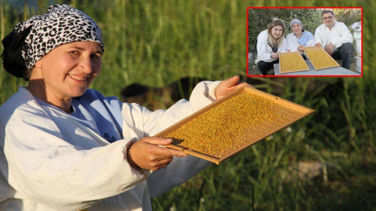 100 ton üretimin olduğu Mersin'de polenin kilosu 300 lira