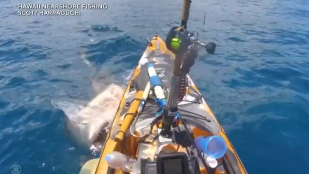 Dev köpekbalığı saldırırken görüntülendi