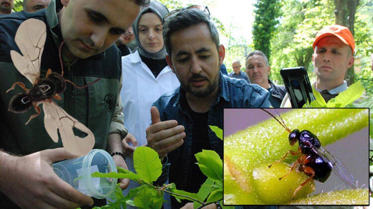 Kestane ağaçlarına zarar veren gal arısıyla mücadele için ormana 'terminatör' böcekler salındı