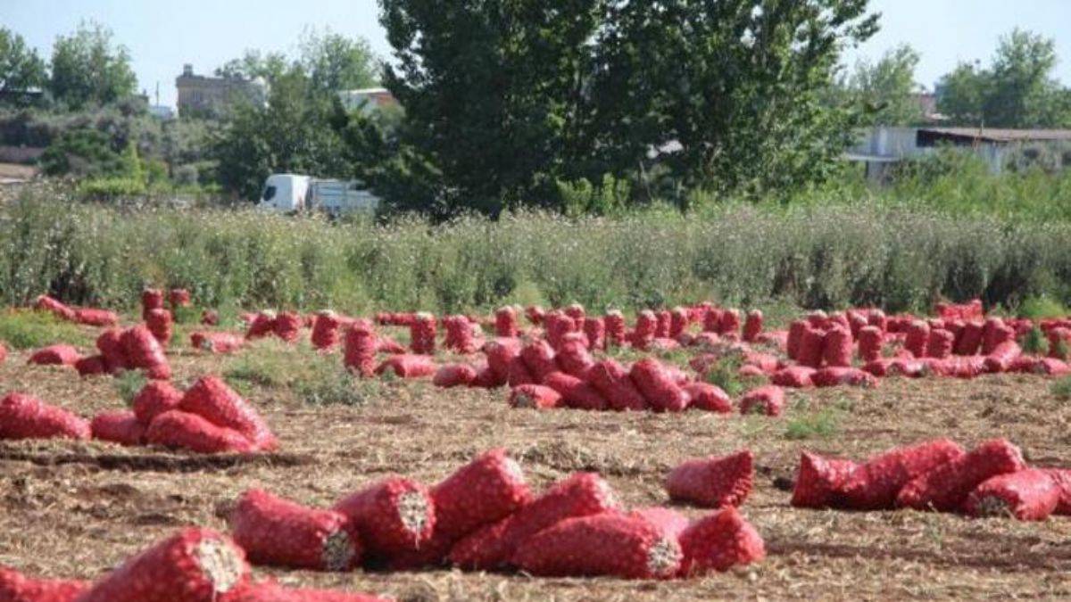 Soğan fiyatı tarlada 4 liraya düştü