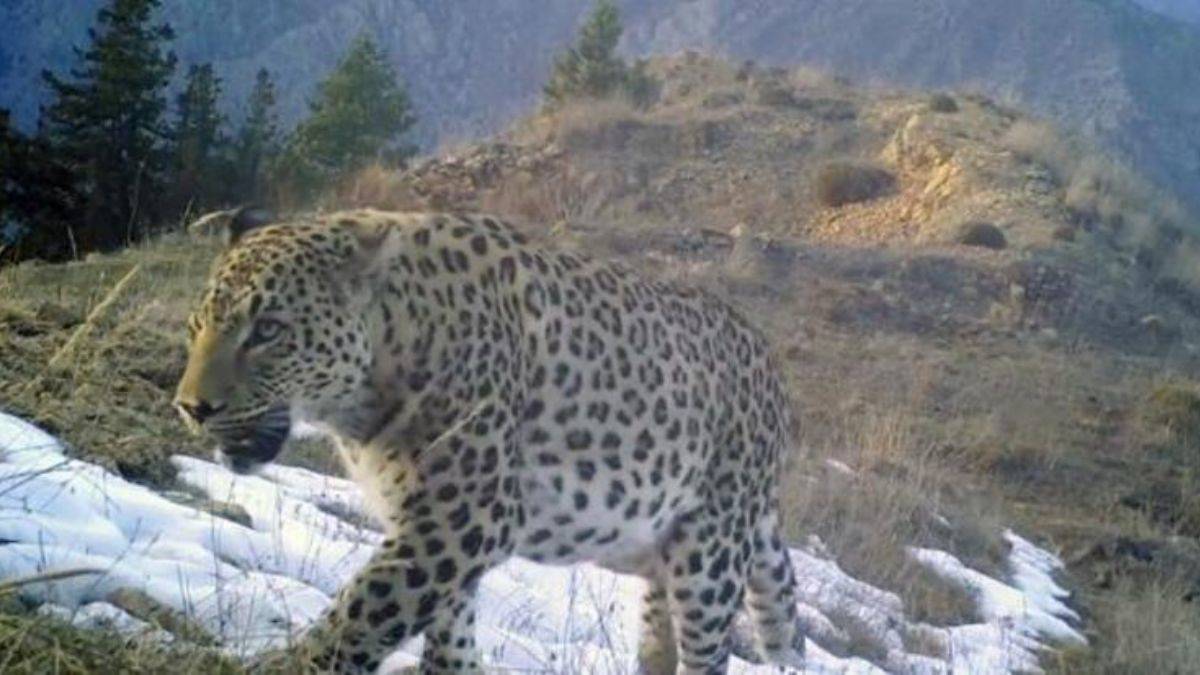 Anadolu parsının DNA'sı alındı, Dünya Gen Bankası'na girdi