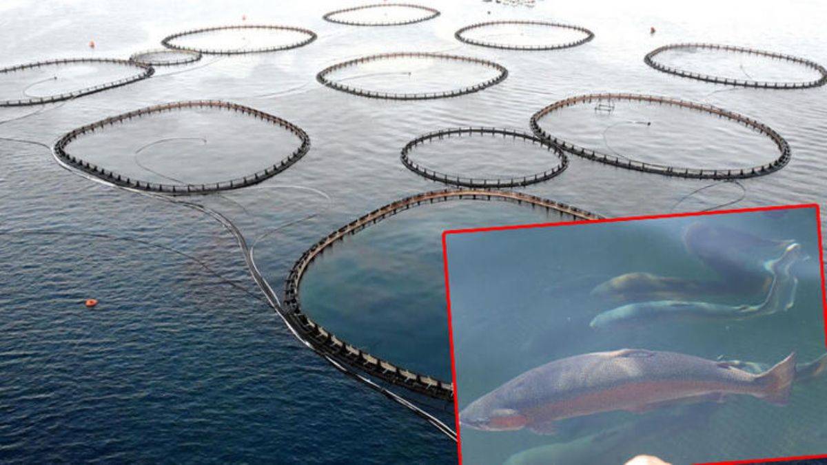 Türkiye, alabalık üretiminde dünya 2'ncisi