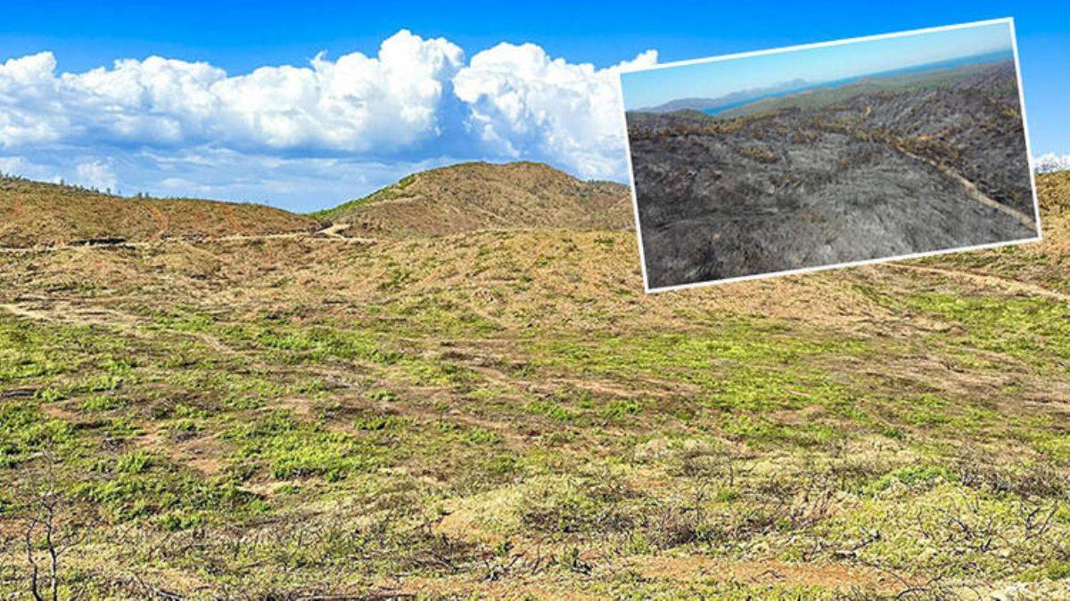 Marmaris'te yanan alanlar yeşillenmeye başladı