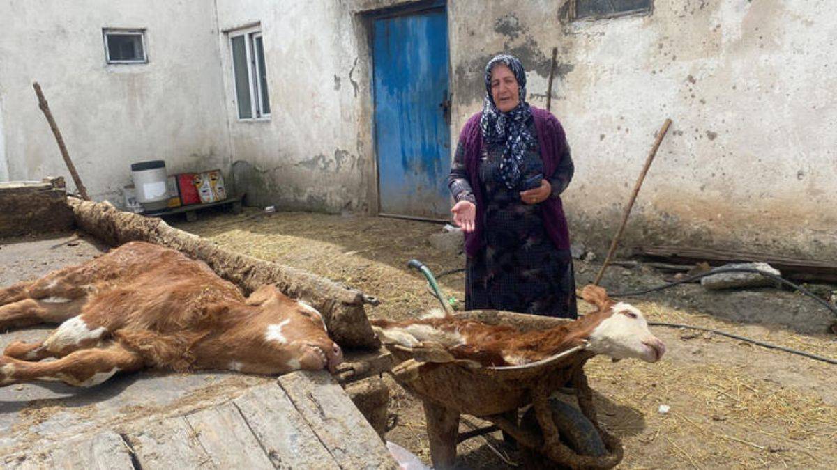 Köyde 10 günde 70 buzağı öldü, inceleme başlatıldı
