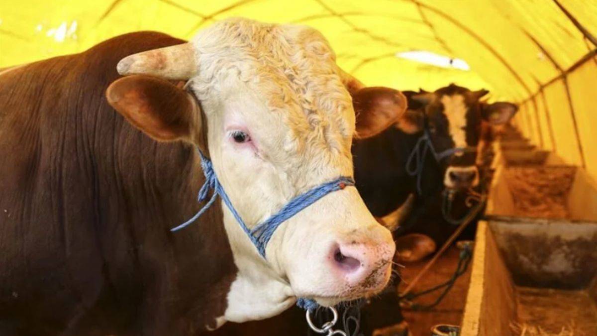 Vekaletle kurban kesim bedeli açıklandı