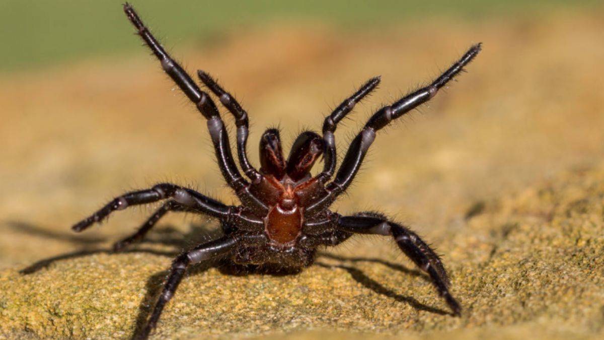 Zehirli örümceklerin bilinmeyen hareketleri