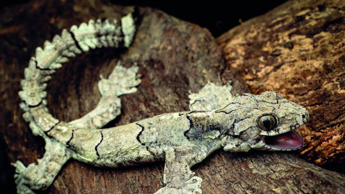 'Paraşüt kertenkele': Hem sırıtıyor, hem uçuyor