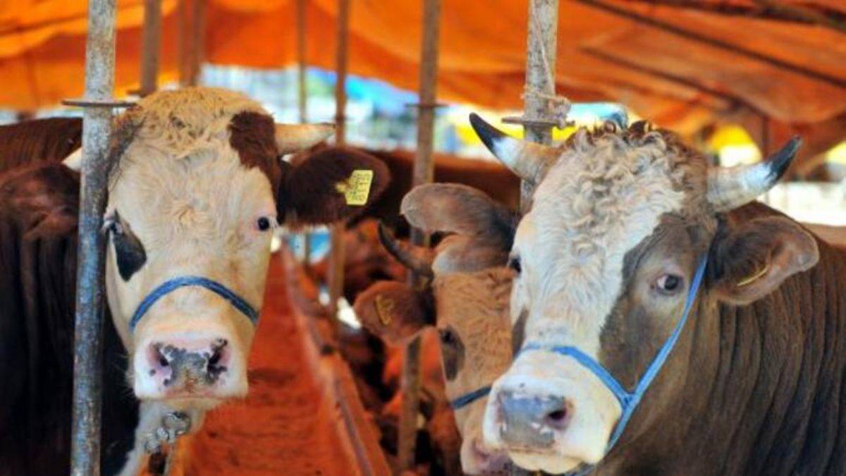 Büyükbaş kurbanlık fiyatları belli oldu