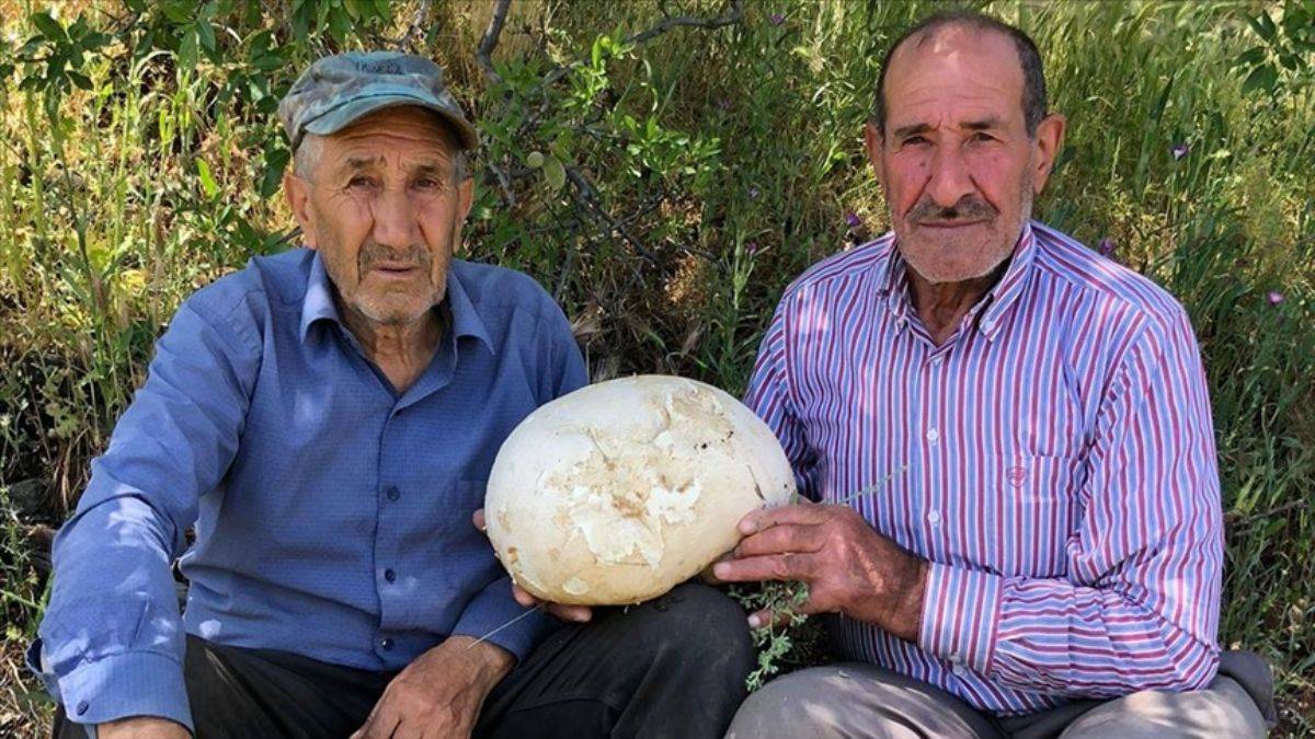 Elazığ'da doğayı gezerken dev mantar buldu