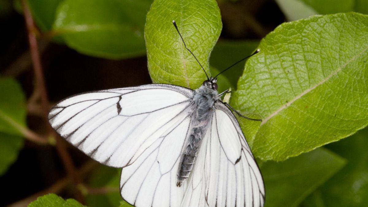 100 yıl önce soyu tükenen kelebek yeniden ortaya çıktı