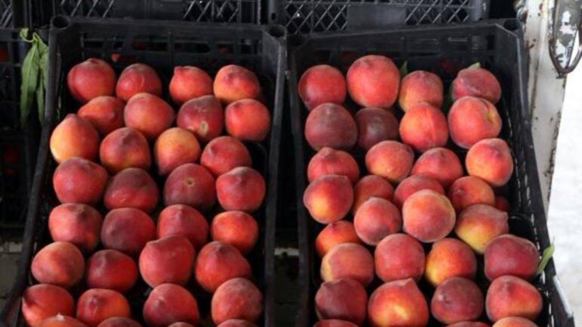 Halde kilosu 7 lira, markette 27 lira